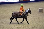 Quadrille - 00082